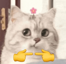 a cat with a flower in its hair is pointing at something with its hands .