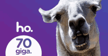 a purple background with a llama and the words ho 70 giga on it