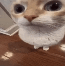 a close up of a cat standing on its hind legs on a wooden floor looking at the camera .