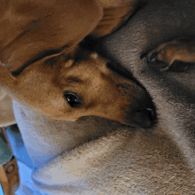 a brown dog is laying on a blanket with its head on the blanket