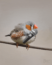 a bird with a microphone in its beak is sitting on a branch