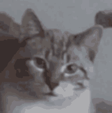 a close up of a cat looking at the camera with a blurry background .