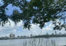 a view of a city from a lake with a tree in the foreground