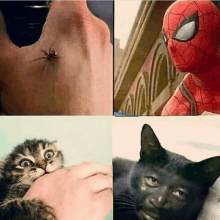 a spider man and a cat are shown in a collage of four pictures