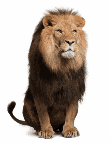 a lion is sitting down and looking at the camera with a white background