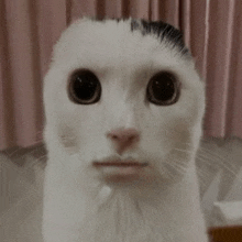 a white cat with a black spot on its head looks at the camera .