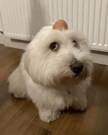 a small white dog with an egg on top of its head