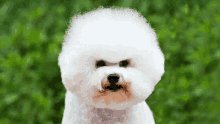 a white dog with a brown nose is looking at the camera