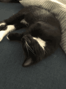 a black and white cat is laying down on a blue carpet