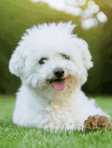 a small white dog with a pink tongue laying in the grass