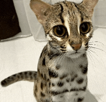 a leopard print cat is sitting on a white floor and looking at the camera