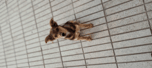 a small brown dog laying on a tiled floor looking up