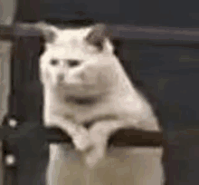 a white cat is sitting on a railing and looking out the window .