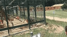 a man is standing in front of a fence looking at a monkey in a cage at a zoo .