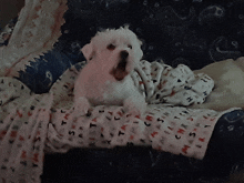 a small white dog is laying on a blanket that has the word christmas on it