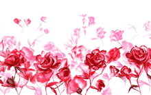 a bunch of red flowers are against a white background