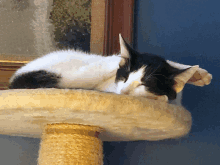 a black and white cat sleeping on top of a cat tree