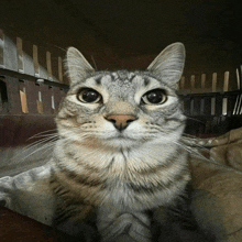 a close up of a cat 's face in a cage