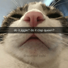 a close up of a cat 's face with a caption that says " do it jiggle do it clap queen "