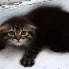 a close up of a kitten laying on the ground looking at the camera .