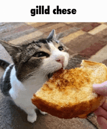 a cat is eating a slice of bread with the words gild cheese above it