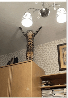 a cat is standing on its hind legs on top of a wooden cabinet