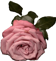 a pink rose with green leaves is against a white background