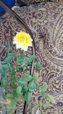 a yellow rose is sitting in front of a couch with a shot on oneplus written below it