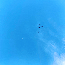 three birds are flying in a blue sky with the moon