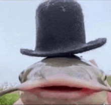 a close up of a catfish wearing a top hat and mustache .