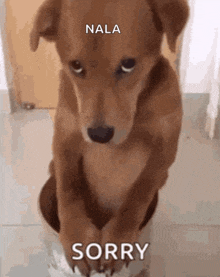 a brown dog is sitting on its hind legs with the word sorry written on its face .