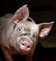 a close up of a pig 's face and ears