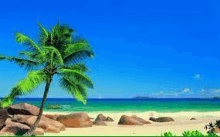 a palm tree on a tropical beach with rocks in the foreground and the ocean in the background .