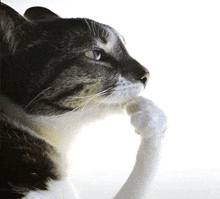 a close up of a cat 's face with its paw on its nose