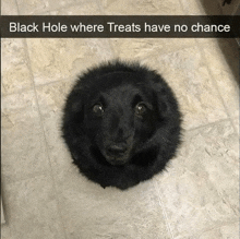 a black dog is sitting on a tiled floor with a caption that says " black hole where treats have no chance "