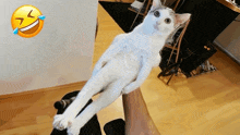 a white cat is laying on a person 's leg with a laughing face behind it