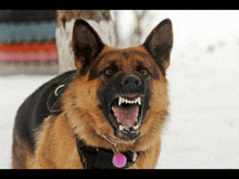 a german shepherd with its mouth open and a pink tag on its neck