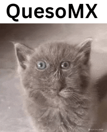 a black and white photo of a kitten with quesomx written on the top