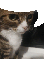 a close up of a cat 's face with a white speech bubble behind it