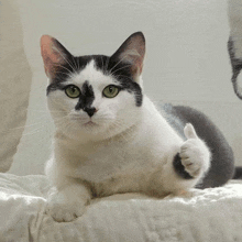 a black and white cat gives a thumbs up