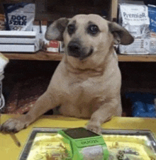 a dog sitting at a counter with a bag of dog star on the shelf behind him