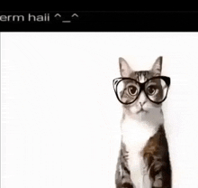 a cat wearing glasses is looking at the camera