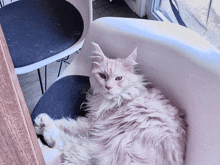 a fluffy white cat is laying in a chair