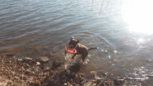 a dog with a frisbee in its mouth is standing in the water