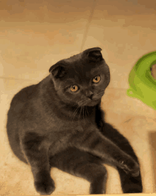 a gray cat with orange eyes laying on the floor