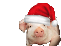 a pig is wearing a santa hat on its head