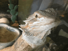 a close up of a lizard 's face with a bowl of food in the background