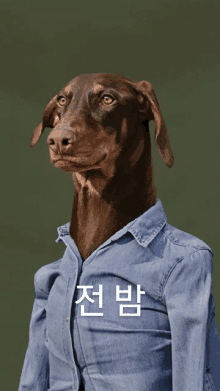 a dog wearing a denim shirt with korean writing