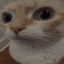 a close up of a cat 's face with blue eyes and a serious look on its face .