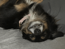 a dog wearing a pink collar is laying upside down